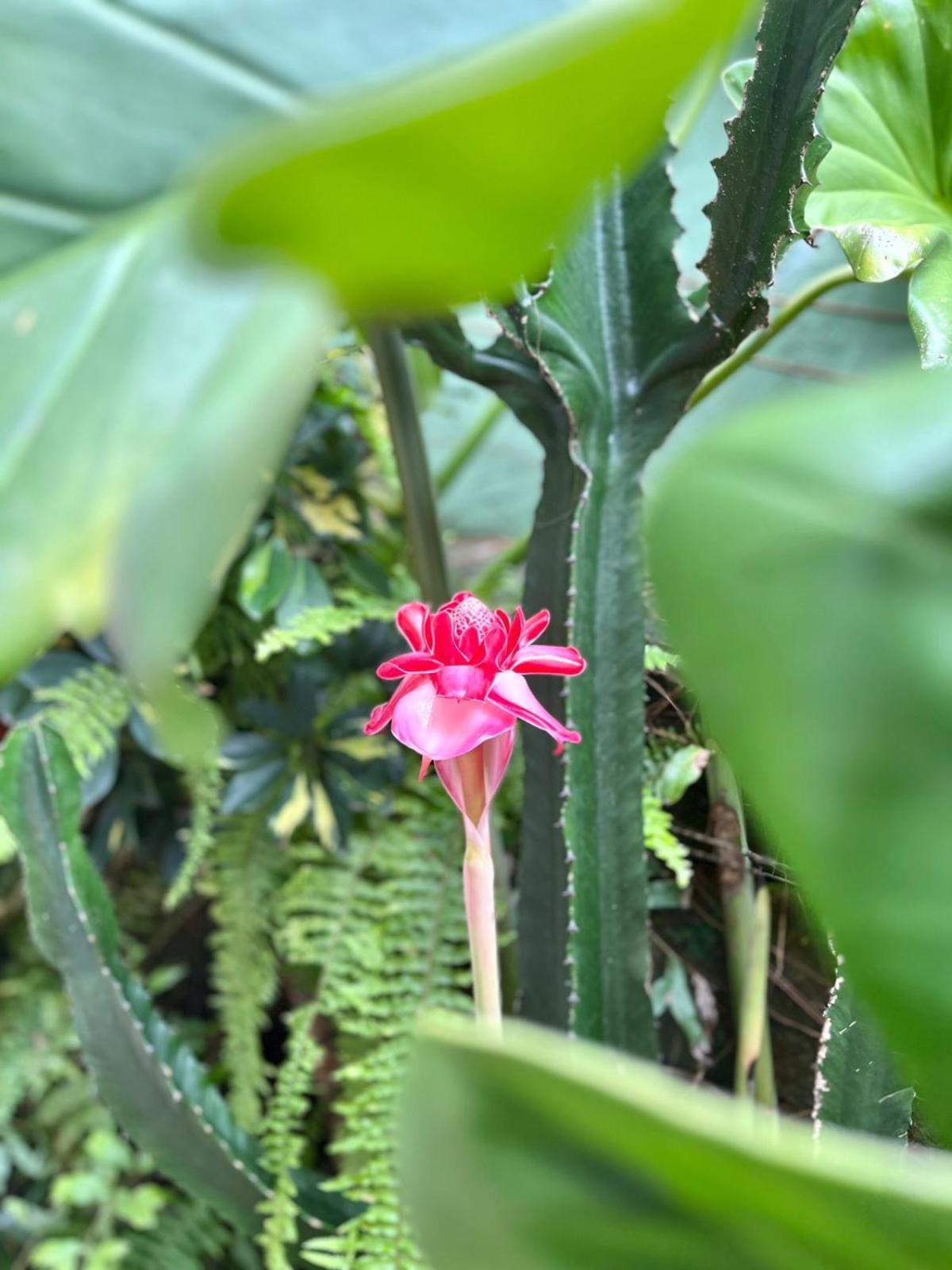 Recanto Toca Das Plantas De Ilhabela II Dış mekan fotoğraf
