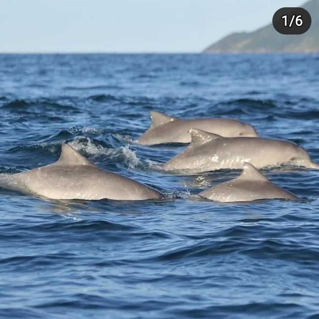 Recanto Toca Das Plantas De Ilhabela II Dış mekan fotoğraf