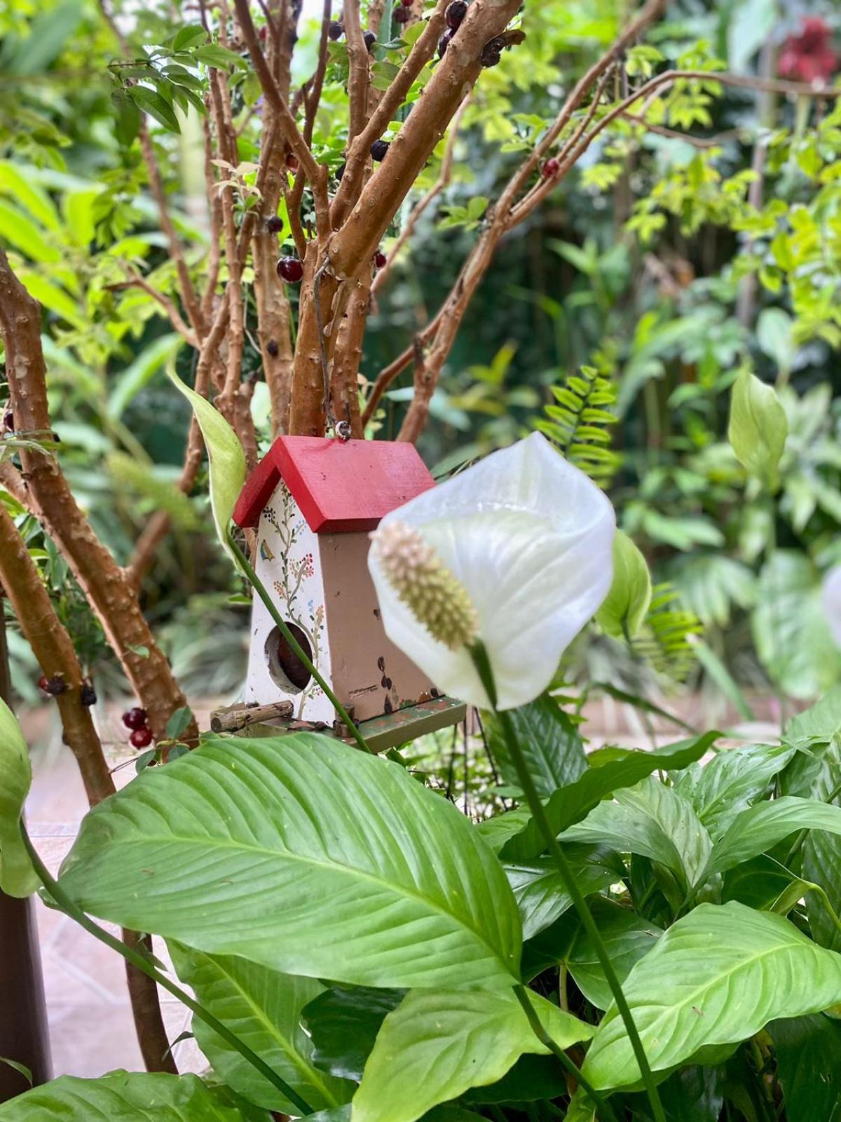Recanto Toca Das Plantas De Ilhabela II Oda fotoğraf
